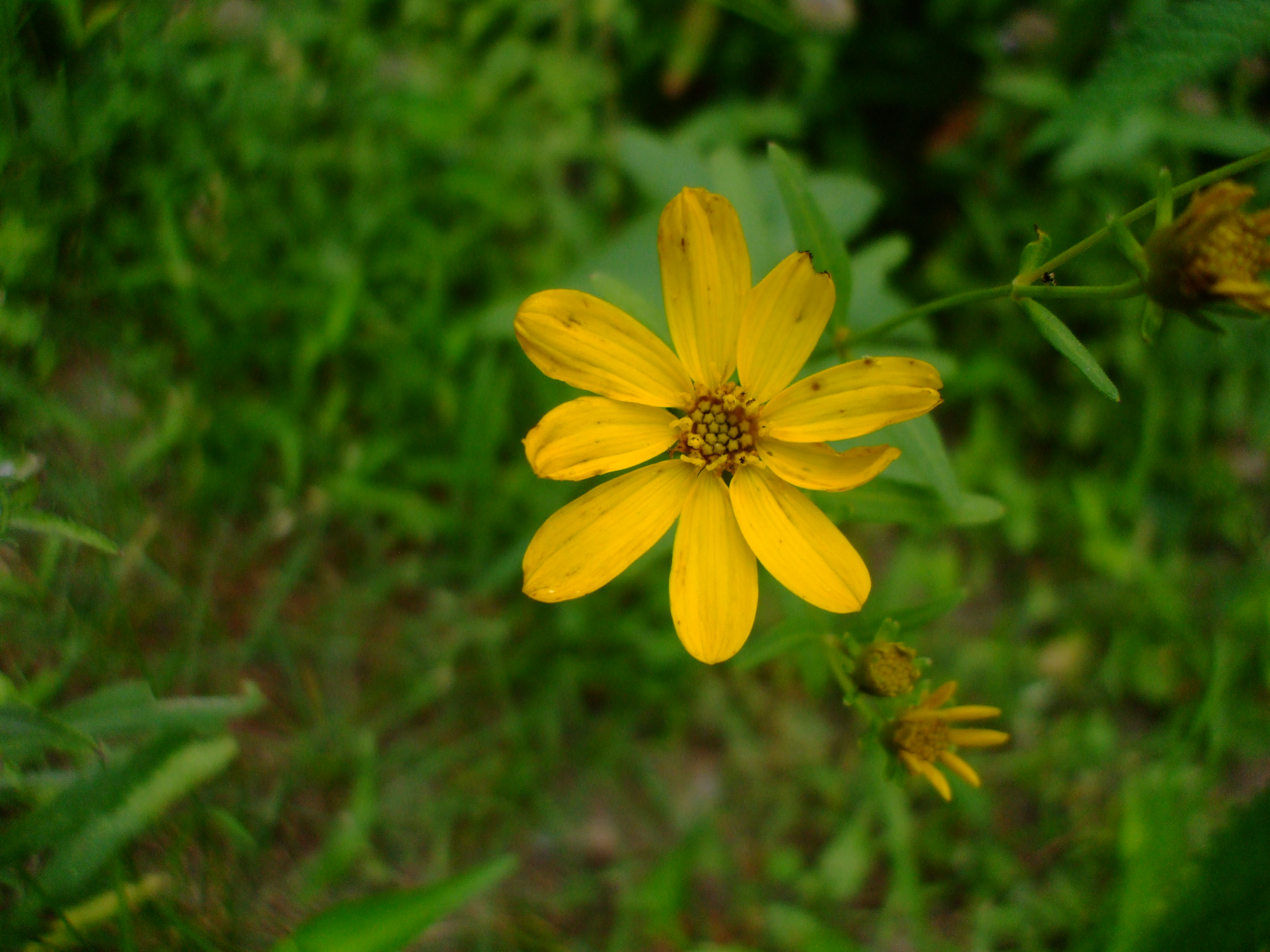 Coreopsis major